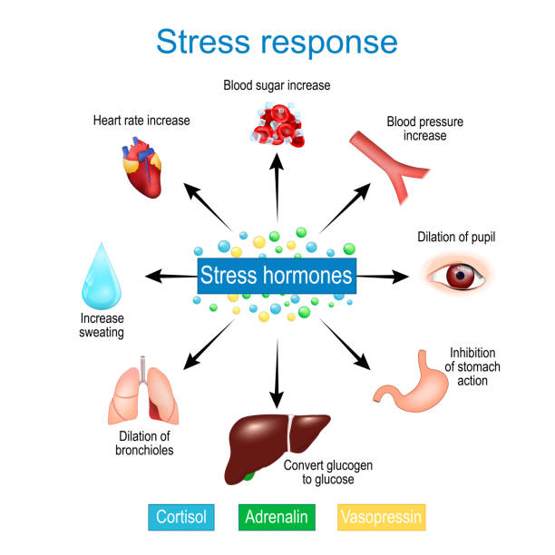 Stress hormone induced inflammatory response and diabetes.