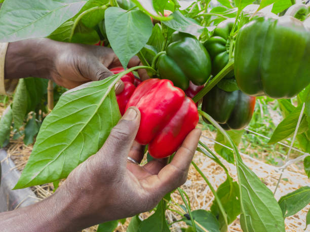 Cubanelle Pepper